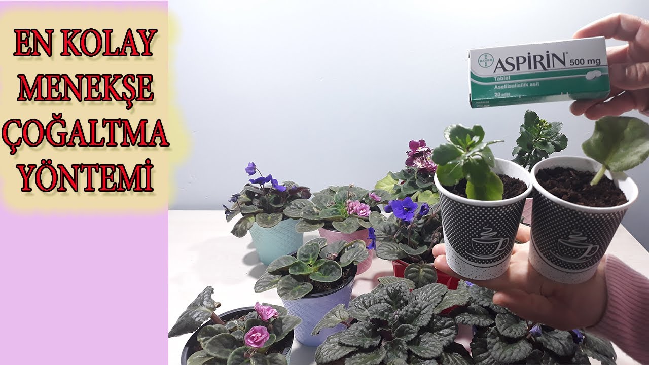 Pet Bardakta Hızlı Menekşe Çoğaltma, Menekşe Nasıl Çoğaltılır, Çiçek, Easy Way to Root Violets