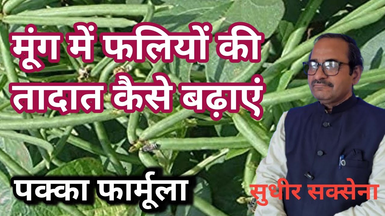 मूंग में फलियों की संख्या कैसे बढ़ाएं। गर्मी की मूंग की अधिक पैदावार कैसे ले। Summer Moog Framing