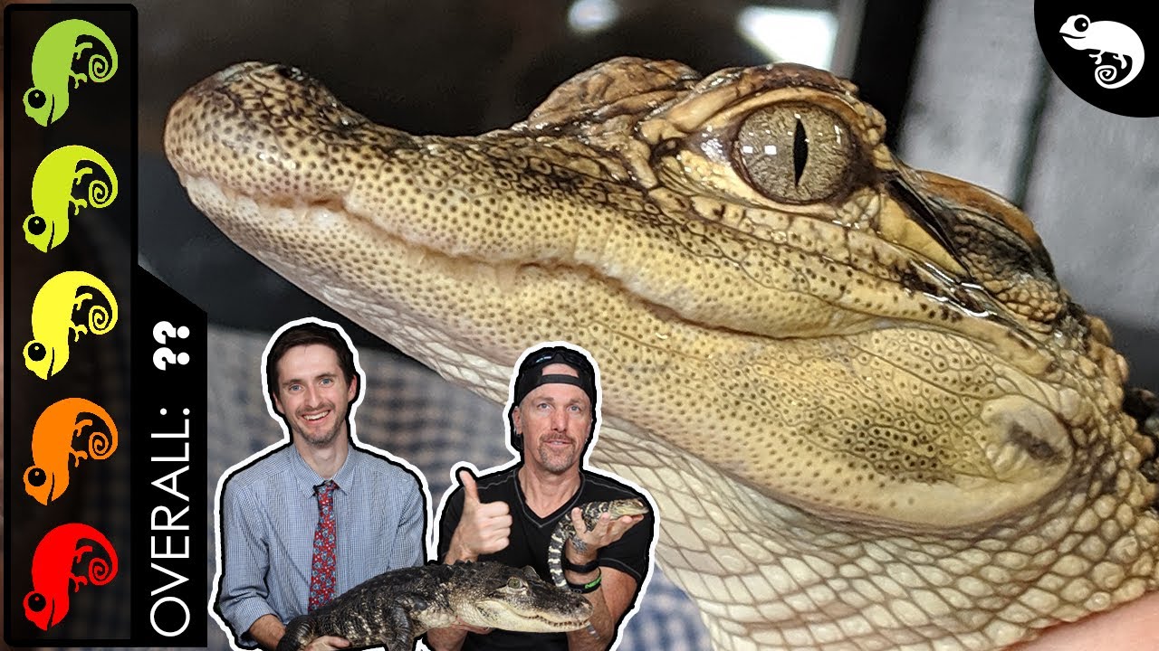 American Alligator, The Best Pet Crocodilian?