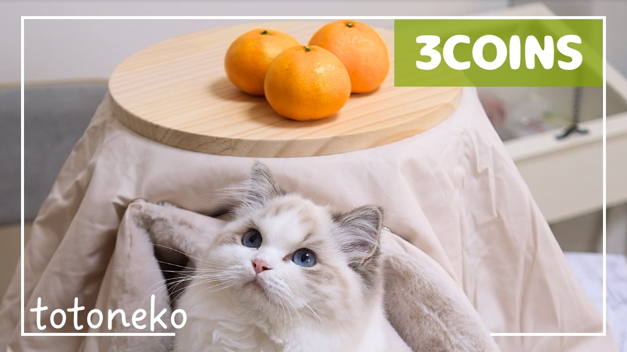 冬の神コスパ。3COINS“ペットこたつ”と“イチゴ爪とぎ”を使ってみた！