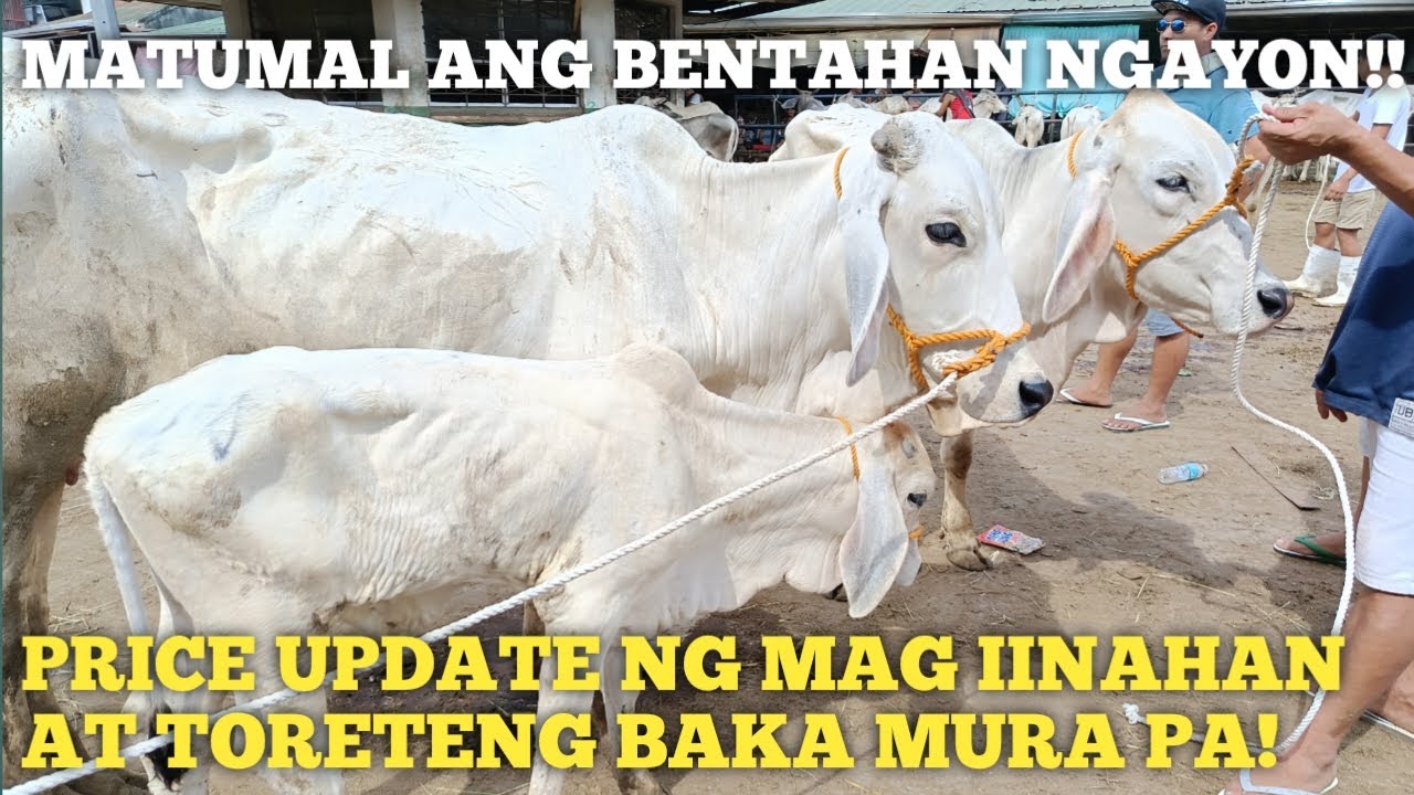 May 24,2024 Price Update ng mga Torete at Mag iinahang Baka Padre Garcia Batangas