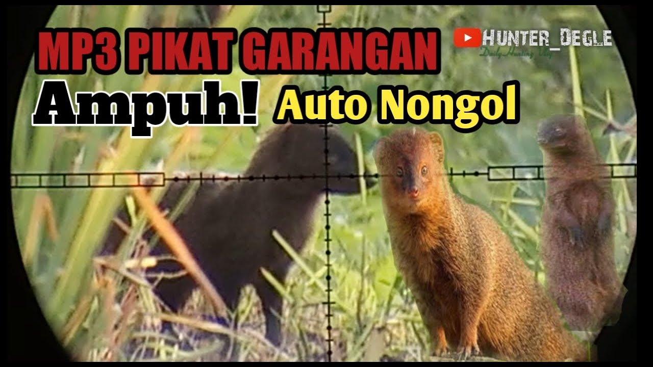 SUARA PIKAT GARANGAN PALING AMPUH | MP3 GARANGAN JERNIH DURASI PANJANG 1 JAM NON STOP | AUTO NONGOL