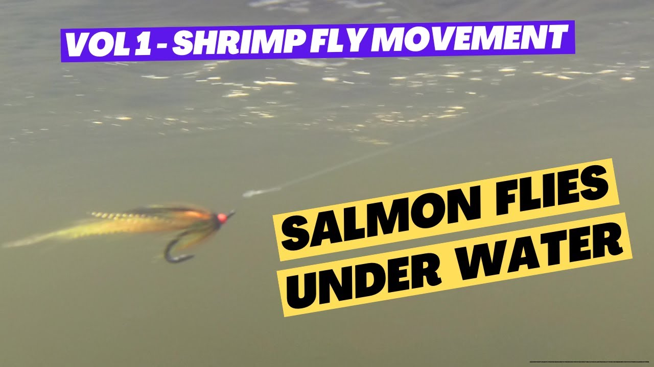 How Shrimp Flies Move Under Water - You'll Be Surprised!