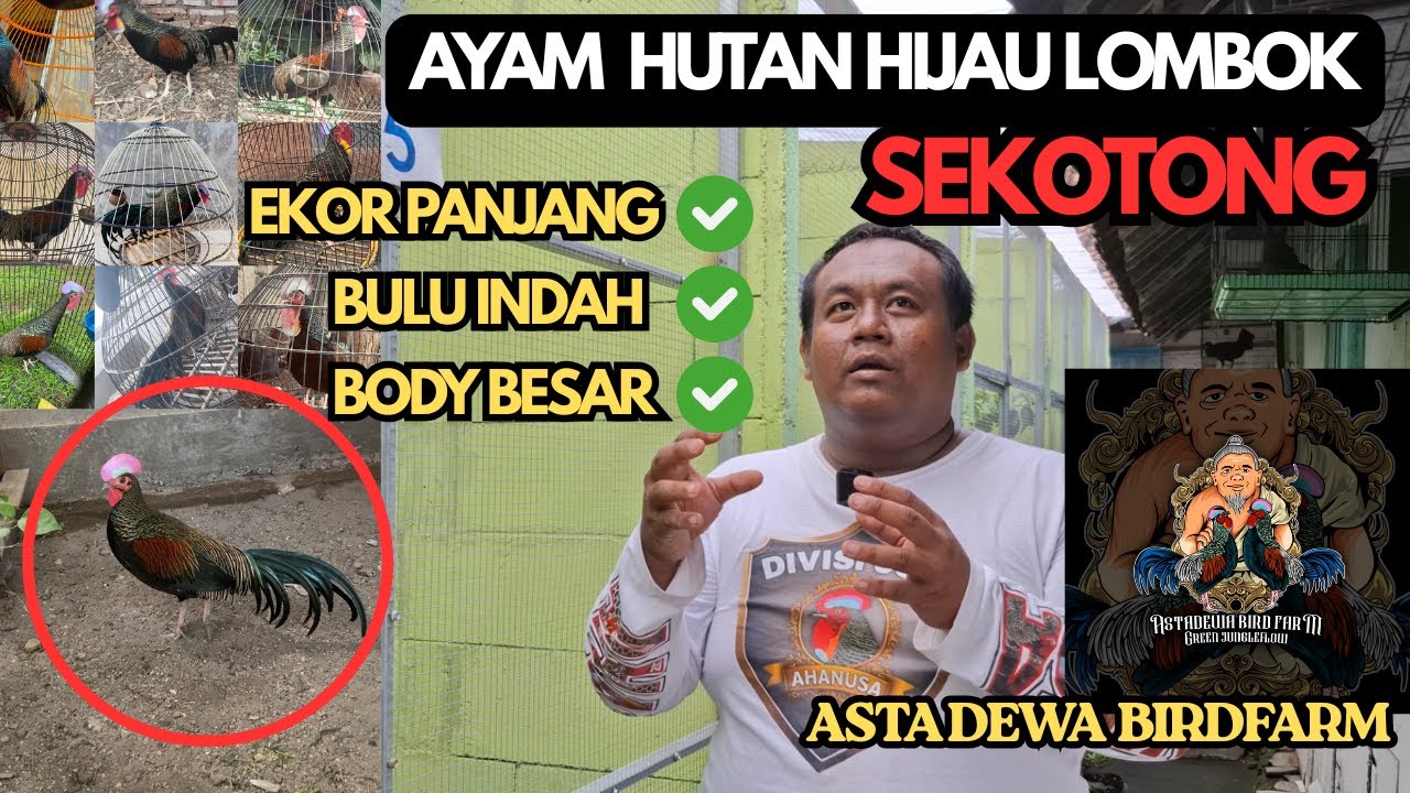 PROSPEK !!! BUDIDAYA AYAM HUTAN HIJAU LOMBOK SEKOTONG