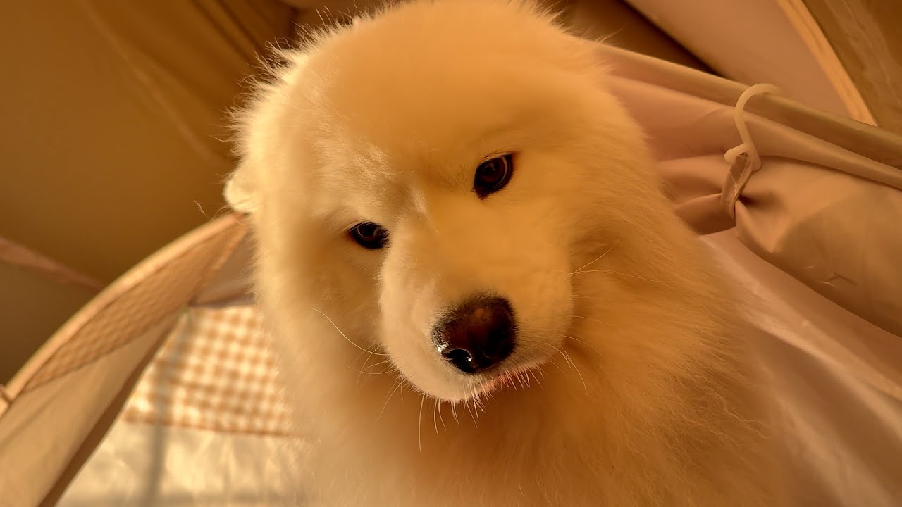 The stare down of my dog when I don't wake up on time while camping
