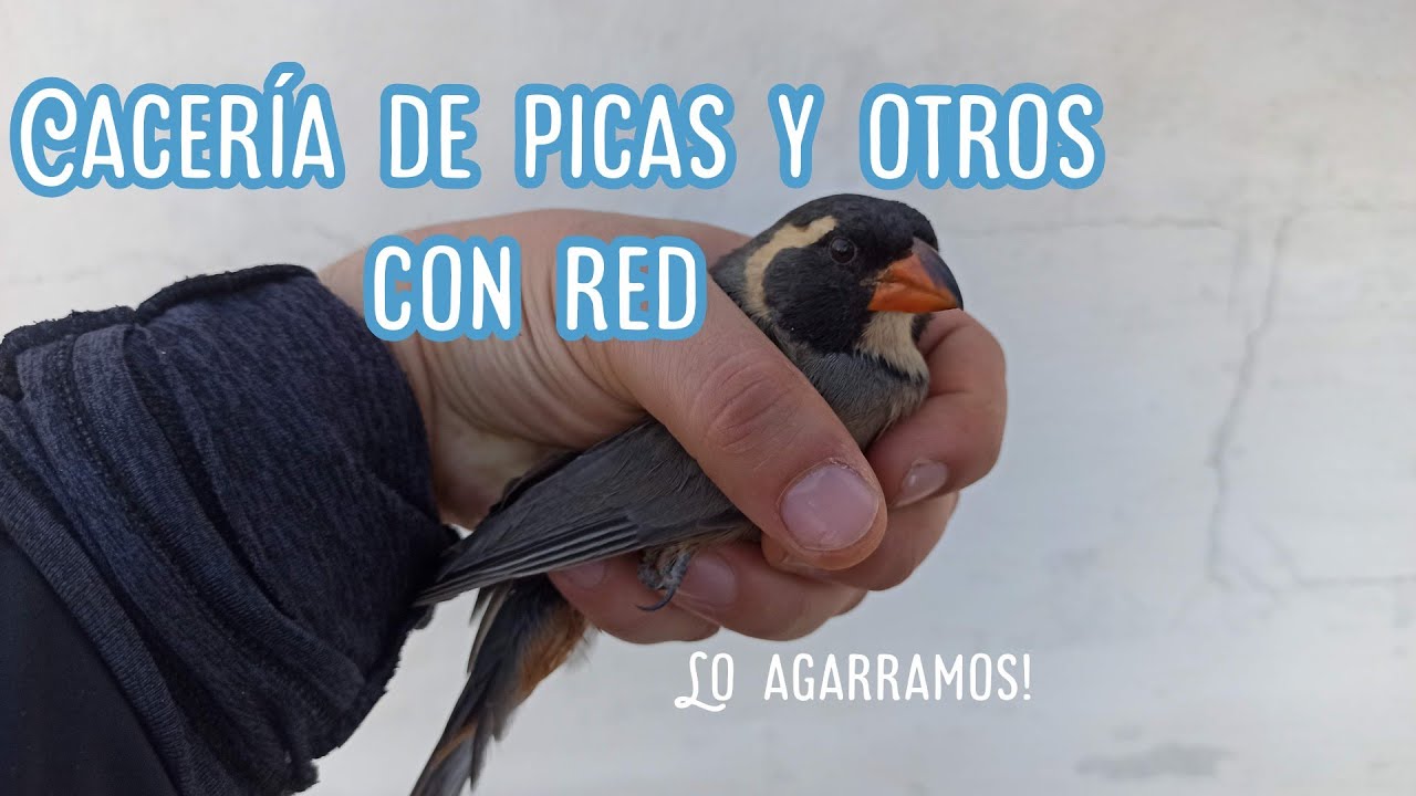 Caceria de picas y otros con red lo agarramos!
