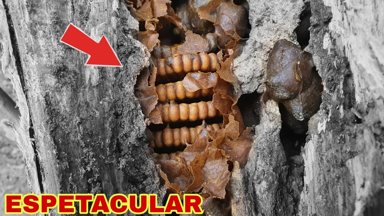 FUI RETIRAR uma ABELHA DO TOCO (OLHA QUE COISA INCRÍVEL)