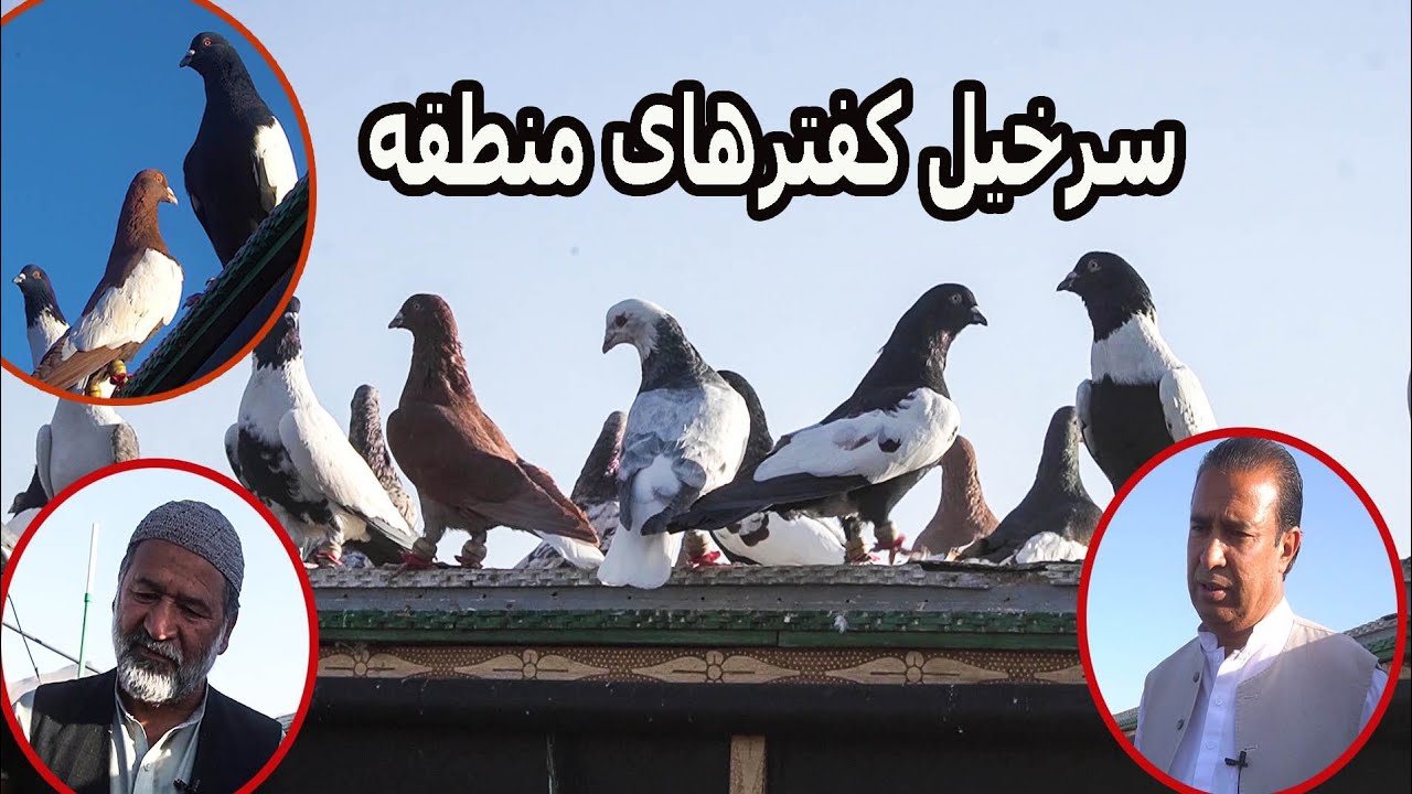 سرخیل کفترهای جای رییس از انجنیر صاحب عبدالعلی جان