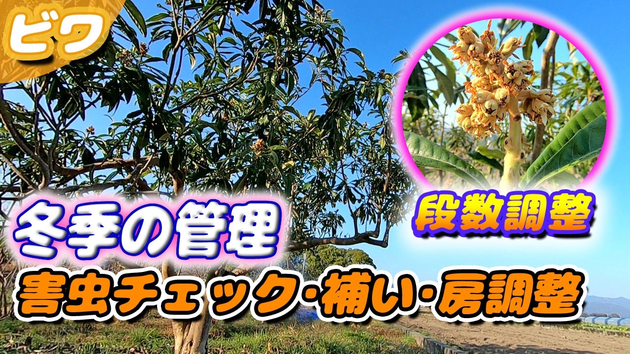 ビワの剪定後～袋掛け前までにやっておきたい冬場のお手入れ