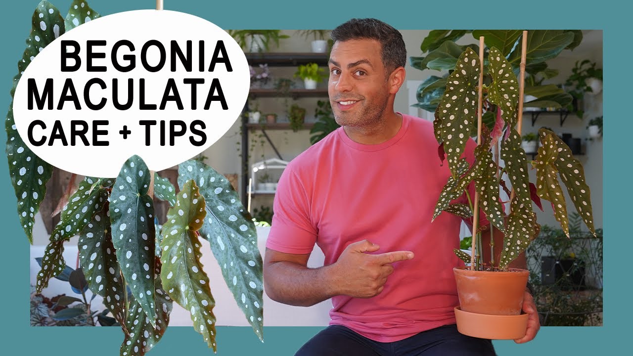 Houseplant Trends 2021: The Begonia Maculata Whightii (Angel Wing/Polka Dot Begonia) Care + Tips!