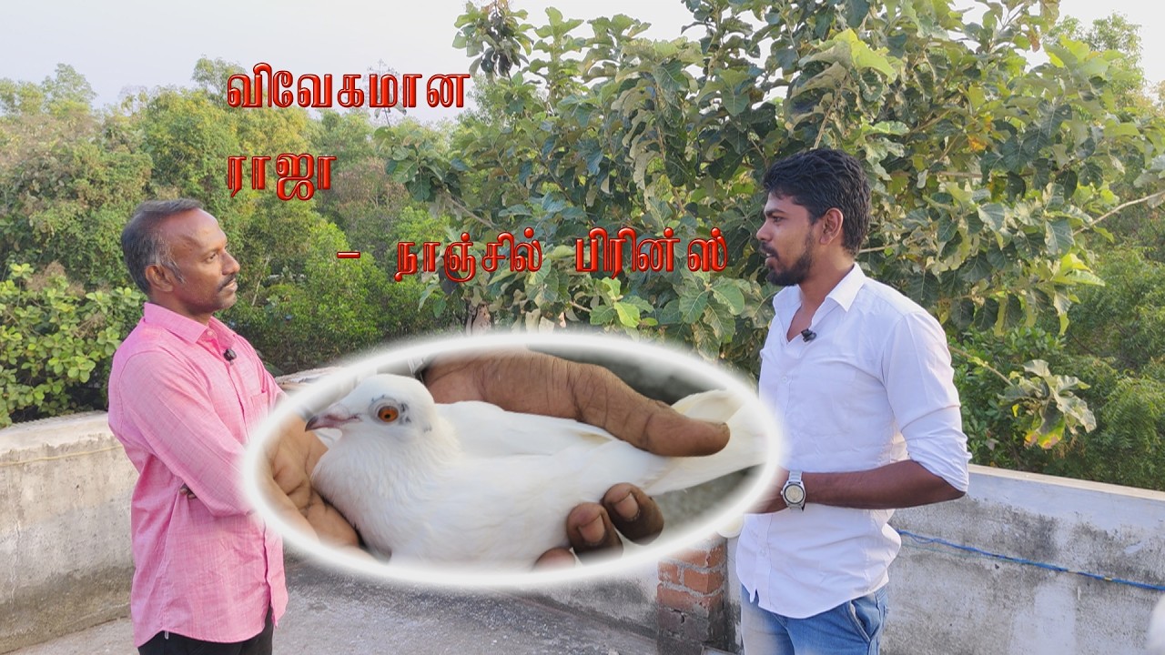 Mr.Raja, Pallavilai Avargaludan Nanjil Prince - Prince Pigeon World