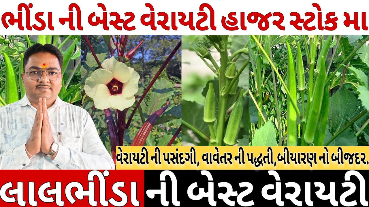 ભીંડો | ભીંડા નુ બેસ્ટ બીયારણ | લાલ ભીંડા નુ બીયારણ भिंडी का बीज |  best okra seed