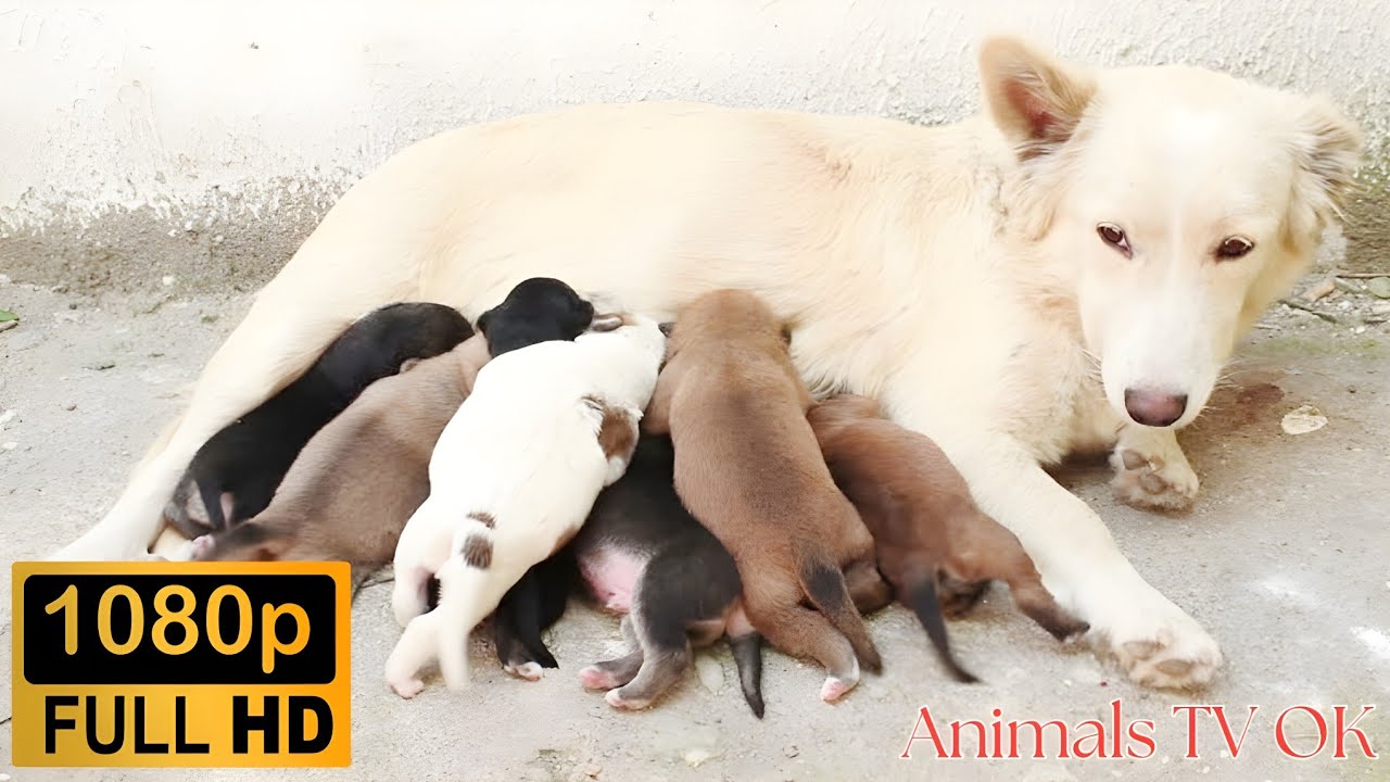 Baby Dog Drinking Milk from Mother | Newborn Puppies Feeding Moments | Relaxing Animal Video Full HD
