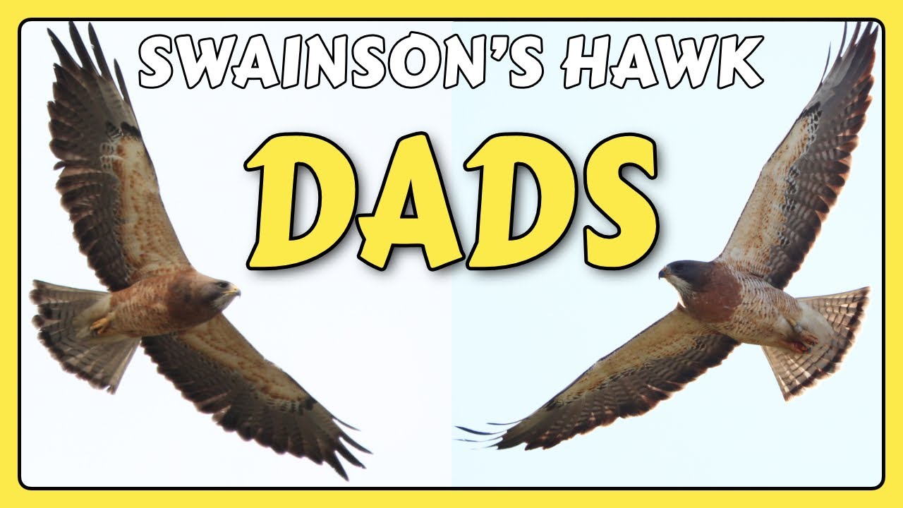 Swainson’s Hawks PAPAS (A Tale of 2 Hawk Dads) | grafxbylisa