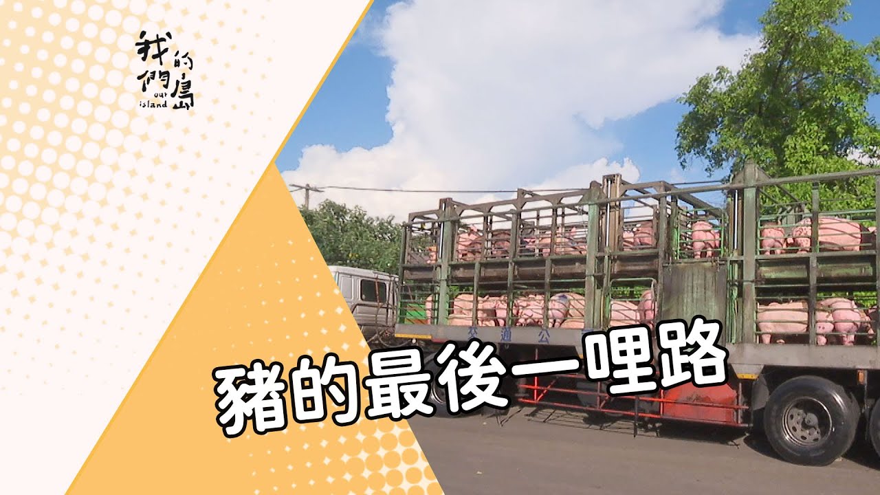 【肉品管理】豬的最後一哩路｜推動屠體評級制度 (我們的島 第867集 2016-08-01)
