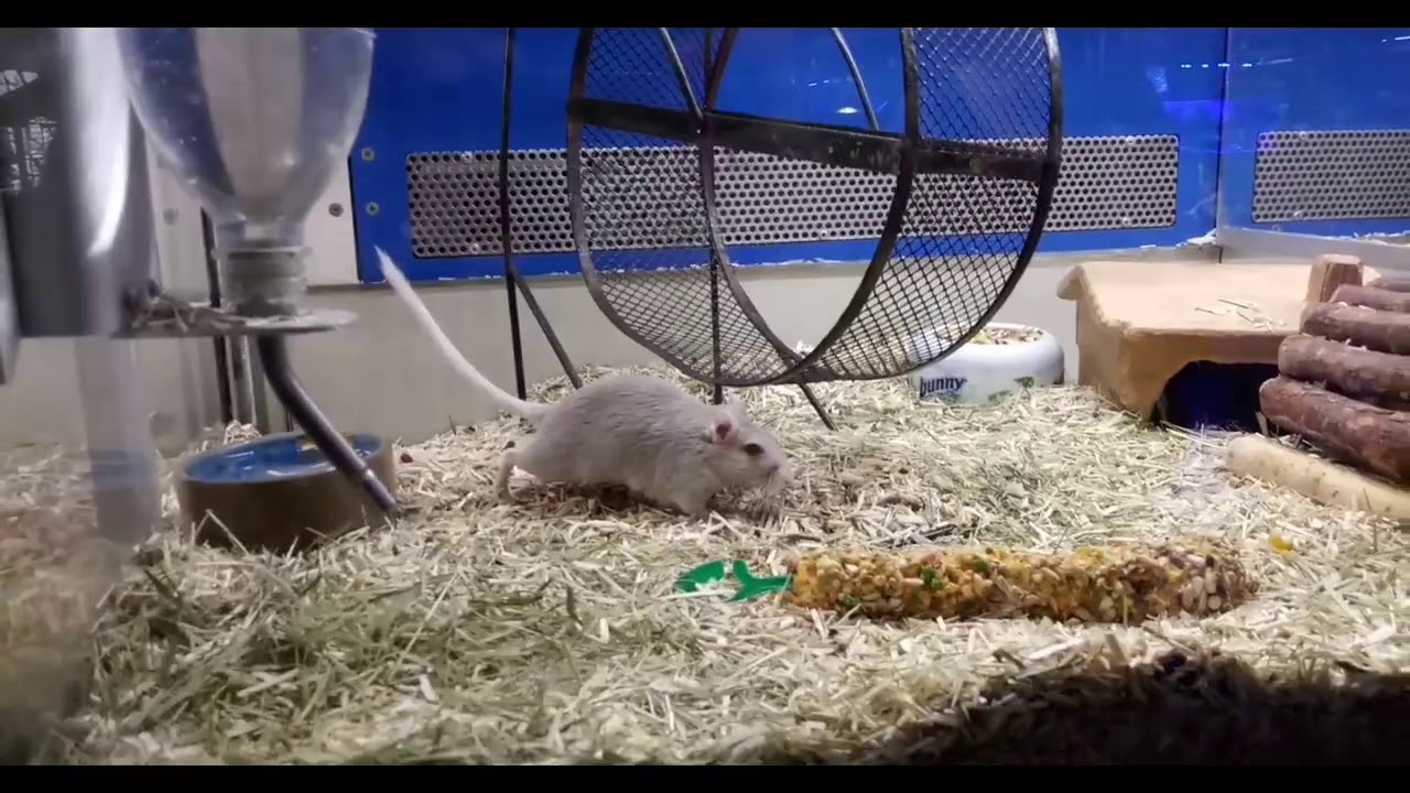 Cat vs mouse terrible fight