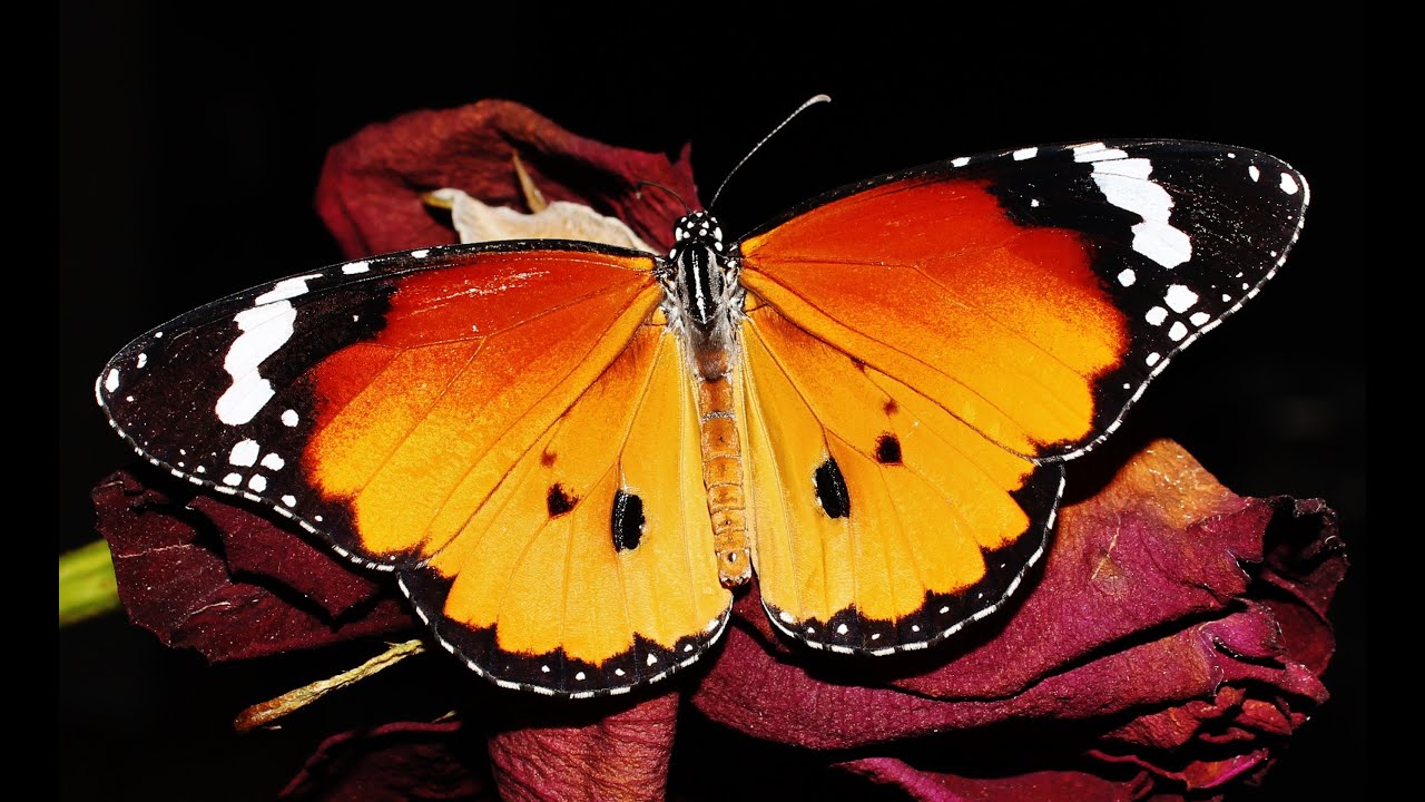 Life cycle of Plain tiger or African monarch (Danaus chrysippus) butterfly –Mia Milia, Cyprus 6/2023