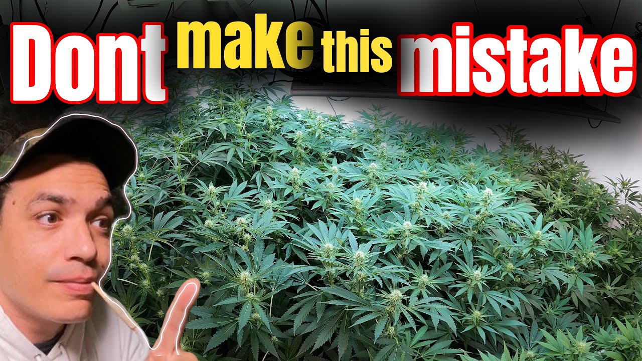 HOW I USE A TRELLIS NET TO GROW 3 POUNDS PER LIGHT FC-E 8000