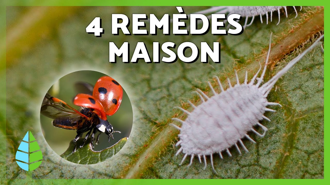 Comment se DÉBARASSER de la COCHENILLE 🐛❌ | 4 remèdes maison contre les COCHENILLES