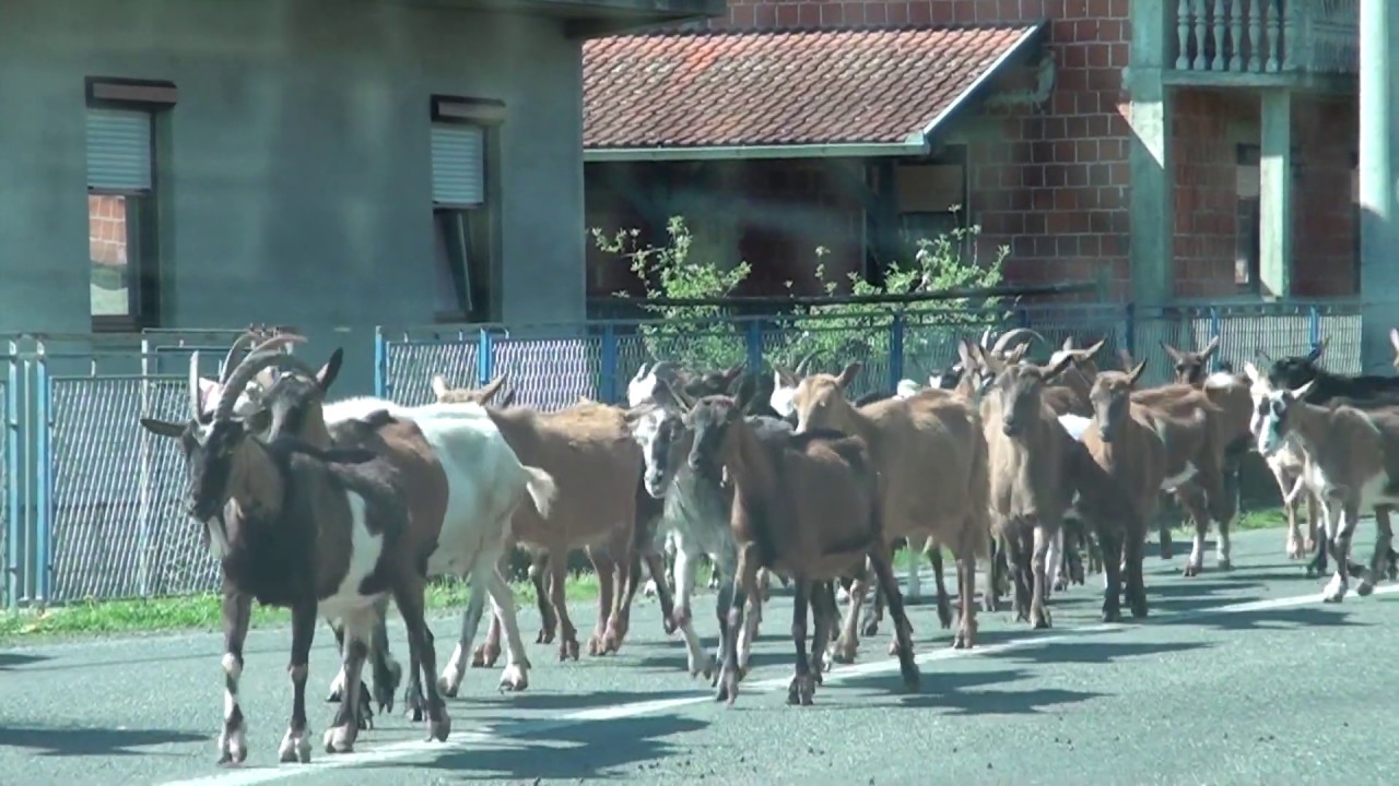Koze kreću na ispa&scaron;u