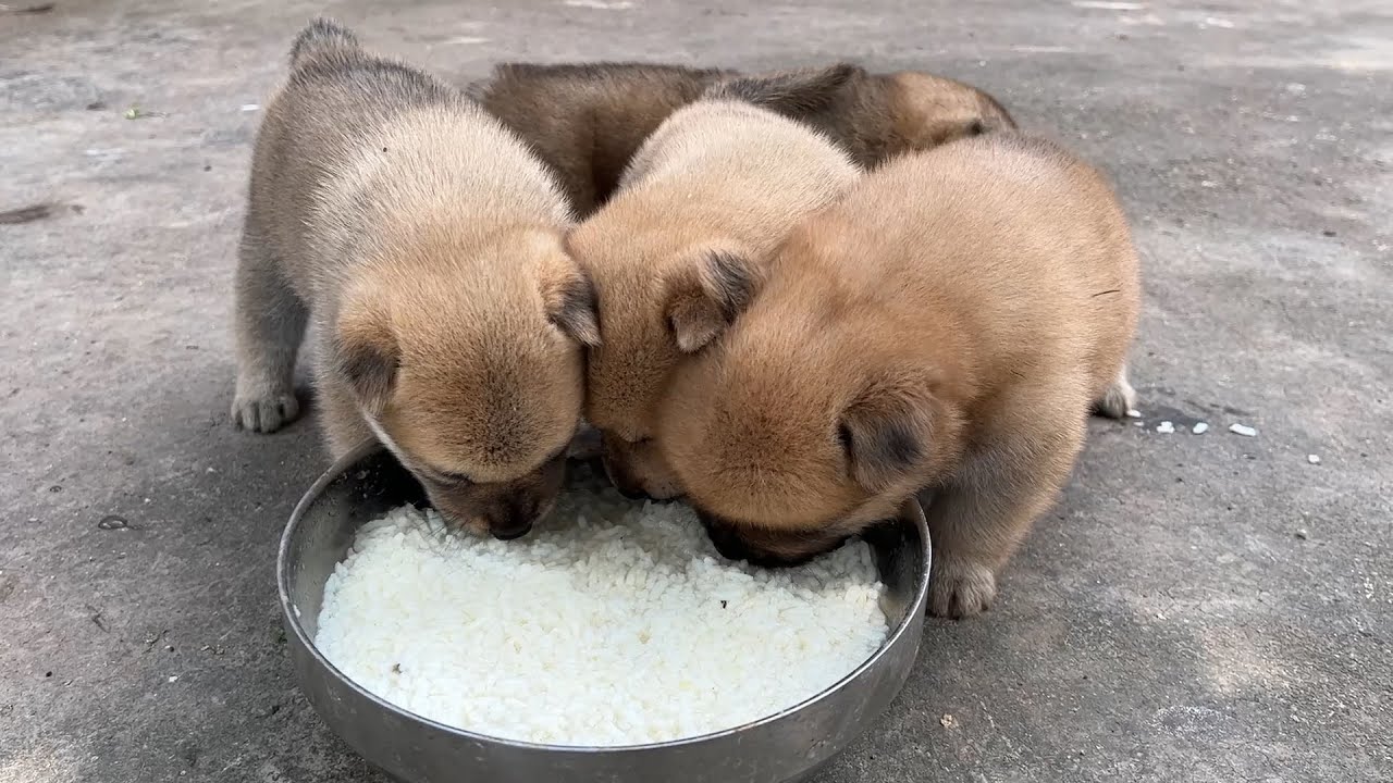 埋頭幹飯的小奶狗