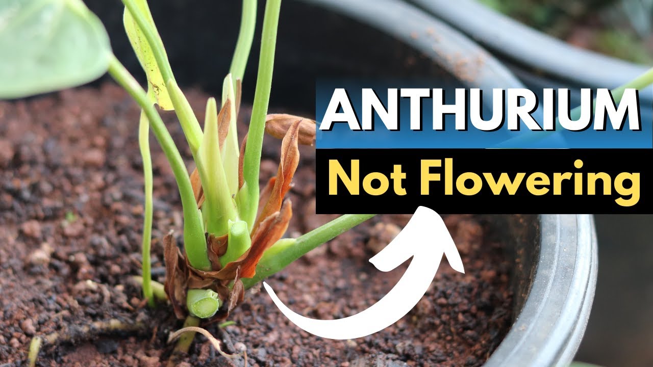 Anthurium plant not flowering