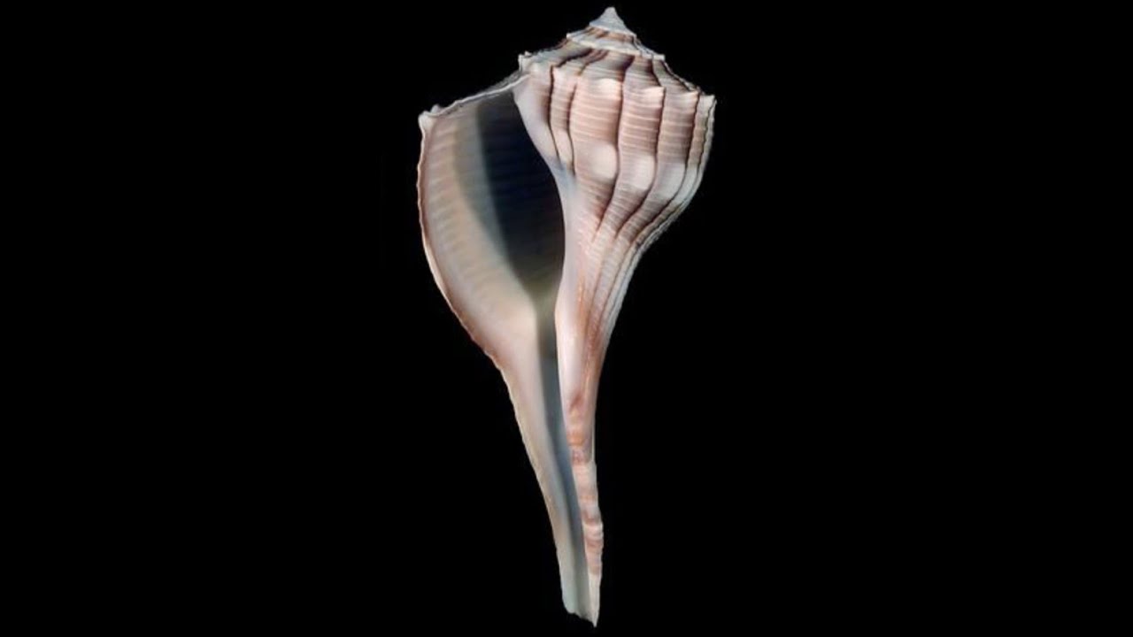 Medium  size Lightning Whelks (