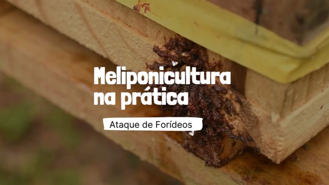 Meliponicultura na prática: ataque de forideos