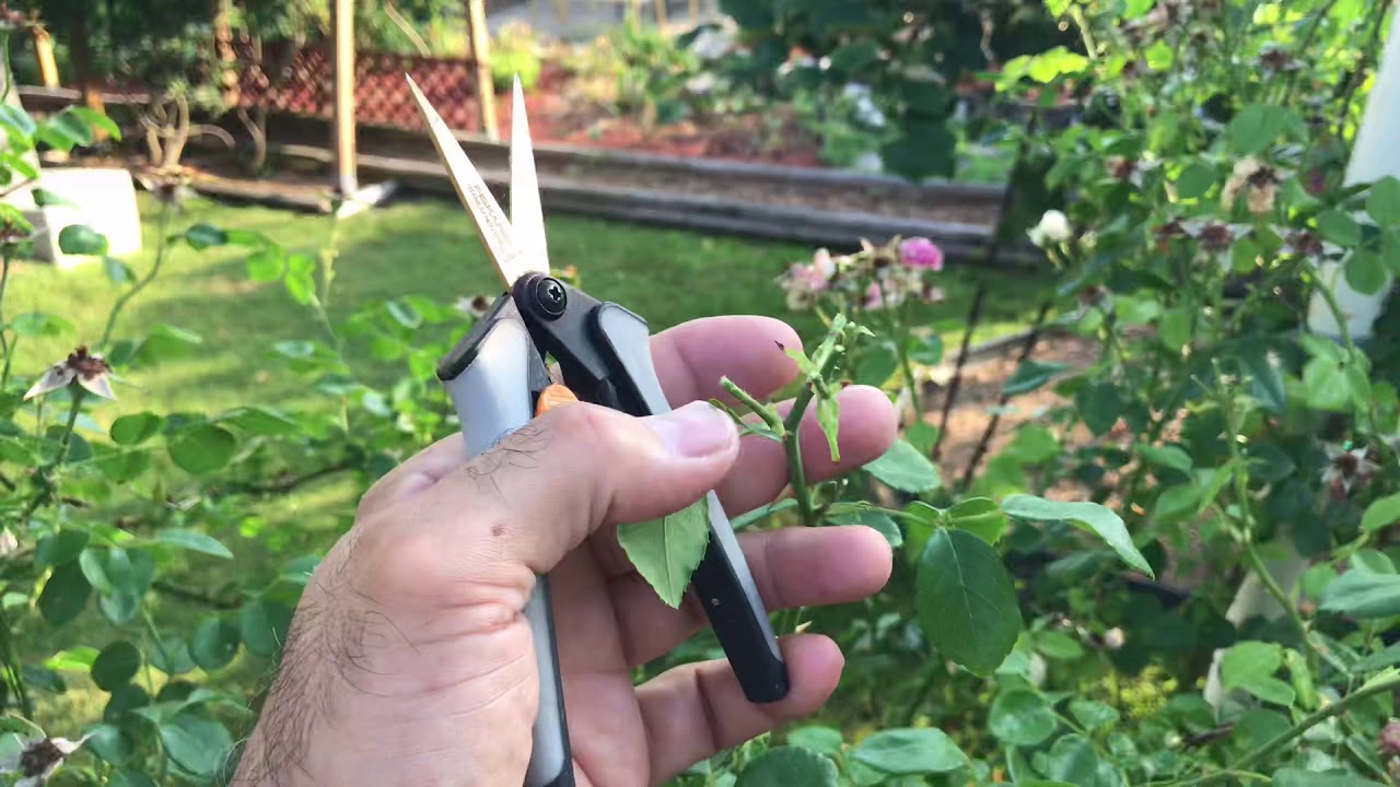 How grow Roses with saber آموزش باغبانى با صابر چگونه رز رونده را پر از گل كنيم هرس تابستانى و تغذى