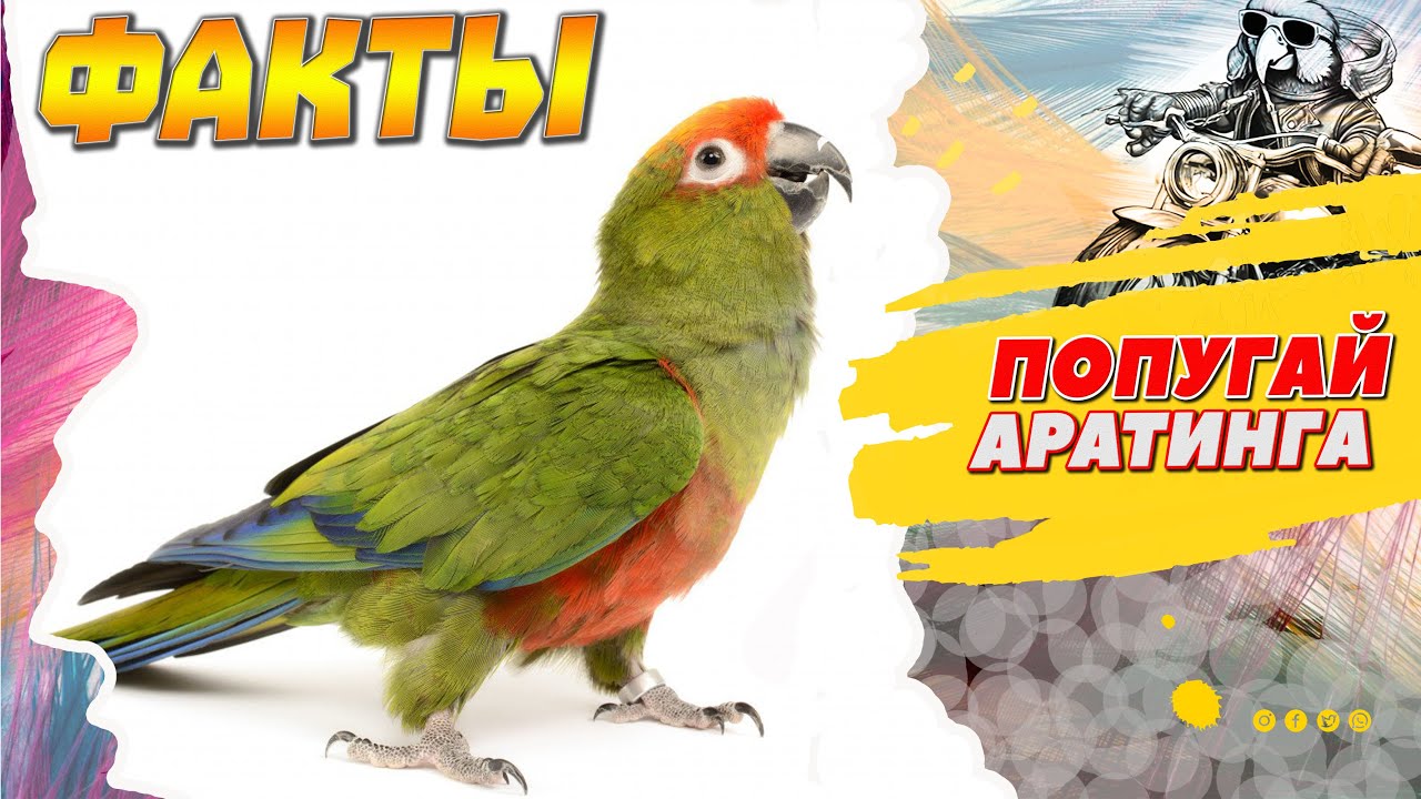 🔴 Попугай аратинга удивительные факты  #аратинга #попугай #птицы #motohwd