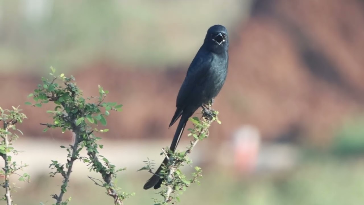 Black drongo singing