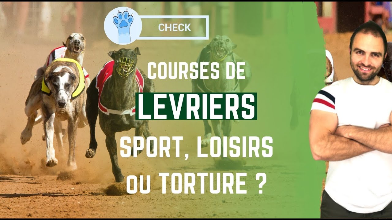 Course de lévriers : sport, loisirs ou torture ?
