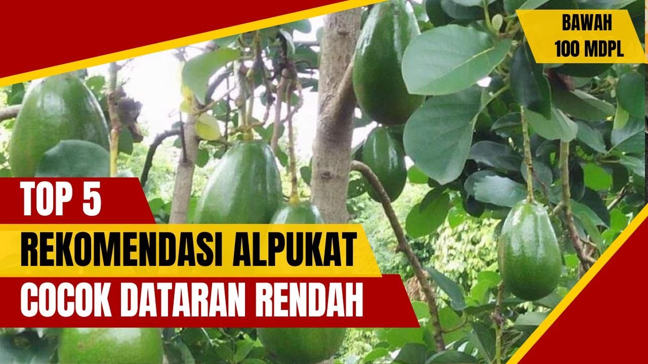 BARU TAU !!!. INILAH 5 REKOMENDASI ALPUKAT COCOK DI TANAM PADA ELEVASI DI BAWAH 100 MDPL
