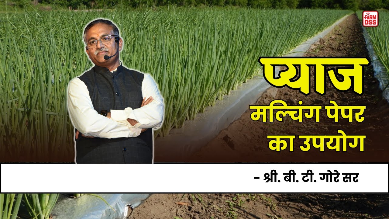 प्याज में मल्चिंग पेपर का उपयोग @BTGore
