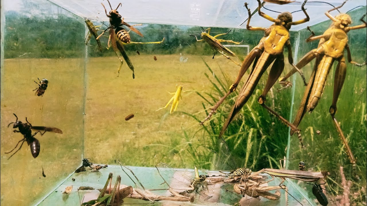 Catch many species of wasps, giant grasshoppers, praying mantises, spiders, dragonflies
