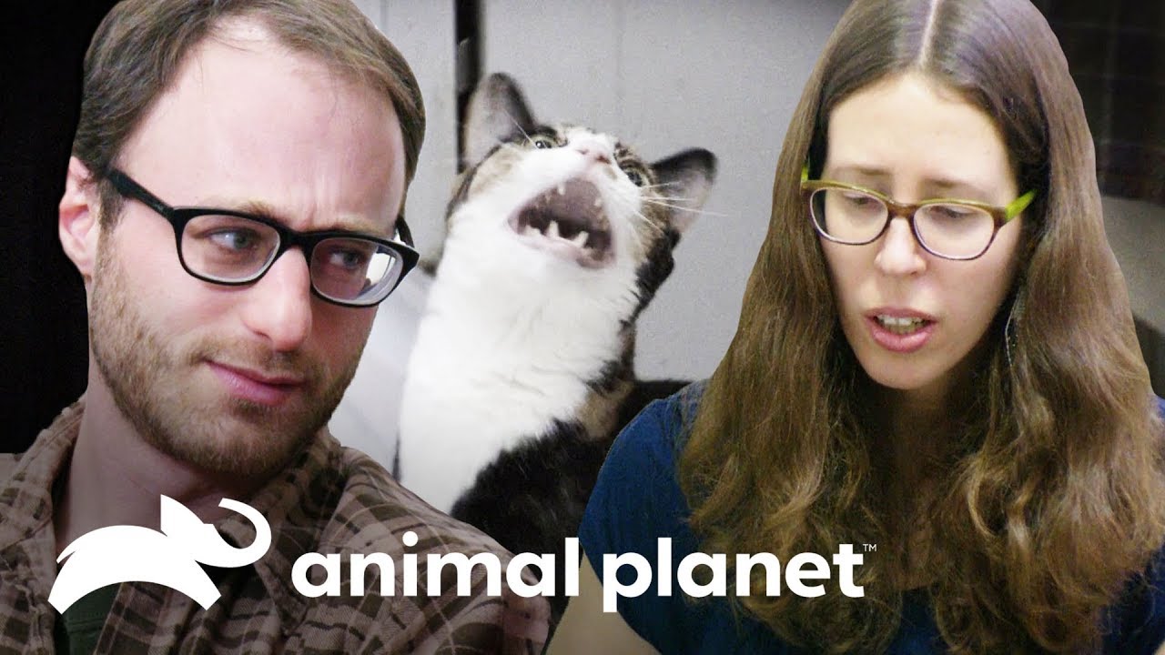 Homem prefere gato a própria namorada | Meu Gato Endiabrado | Animal Planet Brasil