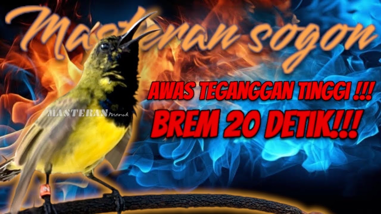 AUTO DILIRIK JURI‼️ Masteran Sogon Brem Cigun Rapi & Elegan #masteransogon #sogongacor #sogon 