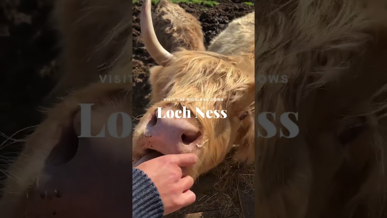 Loch Ness Highland Cow Tour