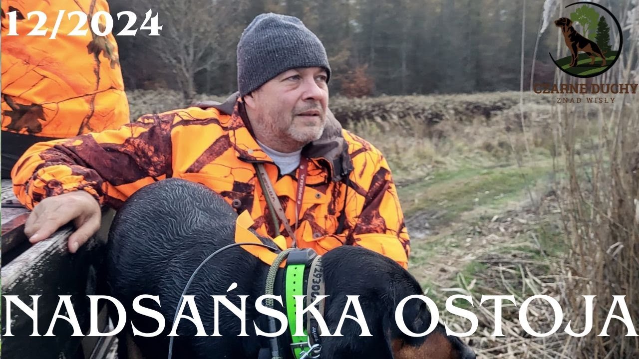 Nowy cykl odcinków. Moje życie z gończymi polskimi.CZARNE DUCHY ZNAD WISŁY FCI. 12/2024 #hunting.