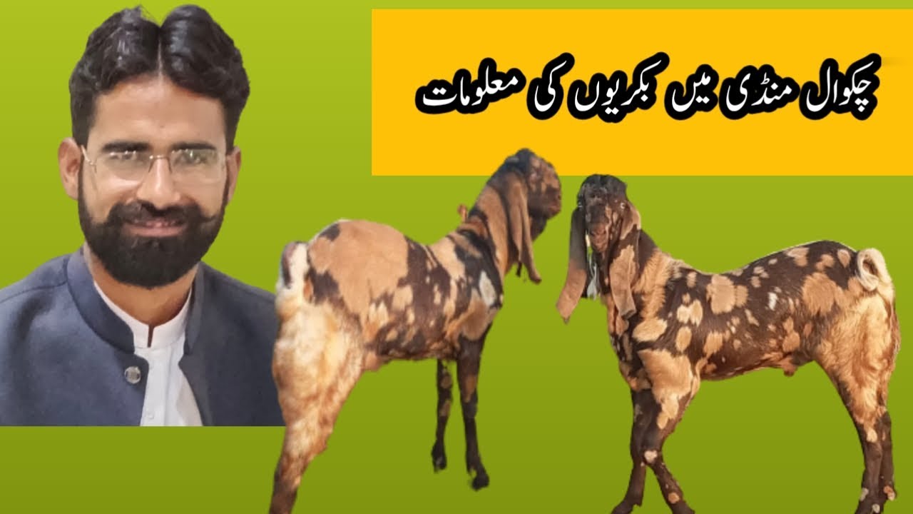 Chakwal mandi me Bakrion ke rates ke information. 0313 5535040 1st august 2023.