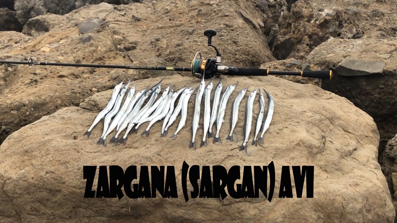 Zargana Avı Teknikleri / Top Arkası İpek ve Yemli Zargana Avı / Sargan Avı