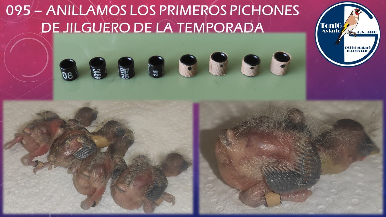 095 ANILLAMOS LOS PRIMEROS PICHONES DE JILGUERO DE LA TEMPORADA
