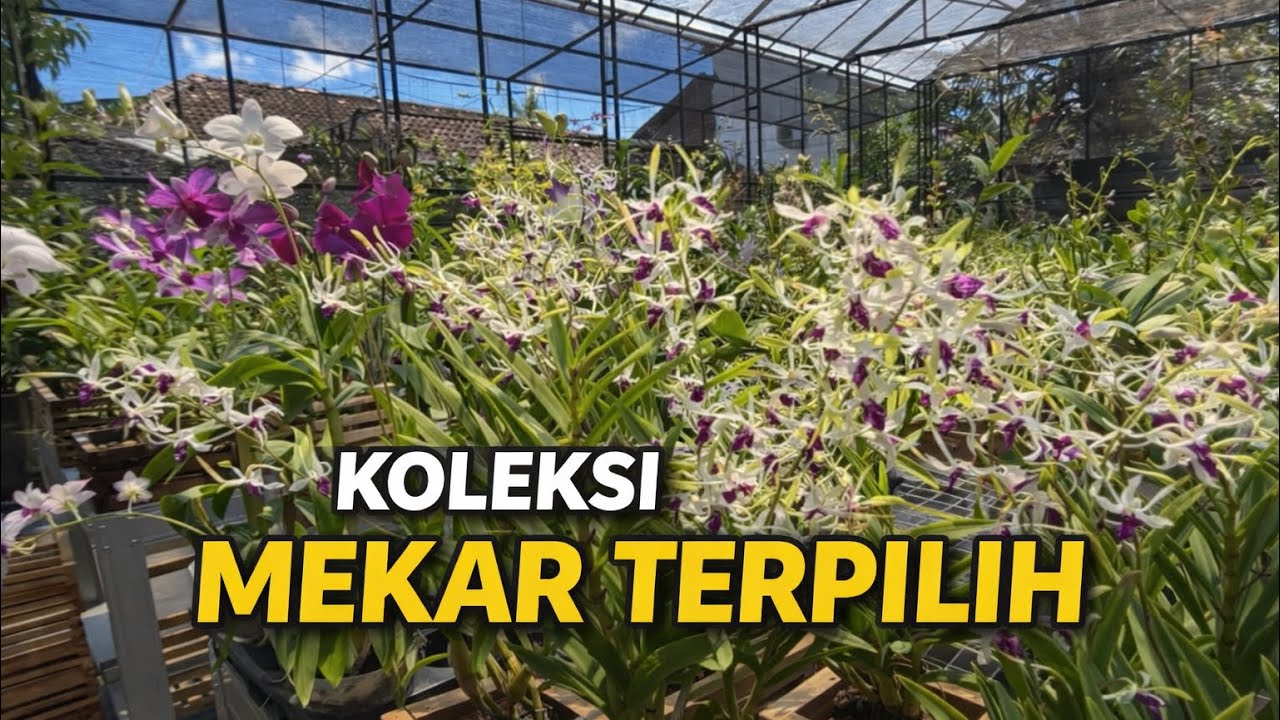 Update Kebun Ingat Anggrek: Koleksi Mekar Terpilih