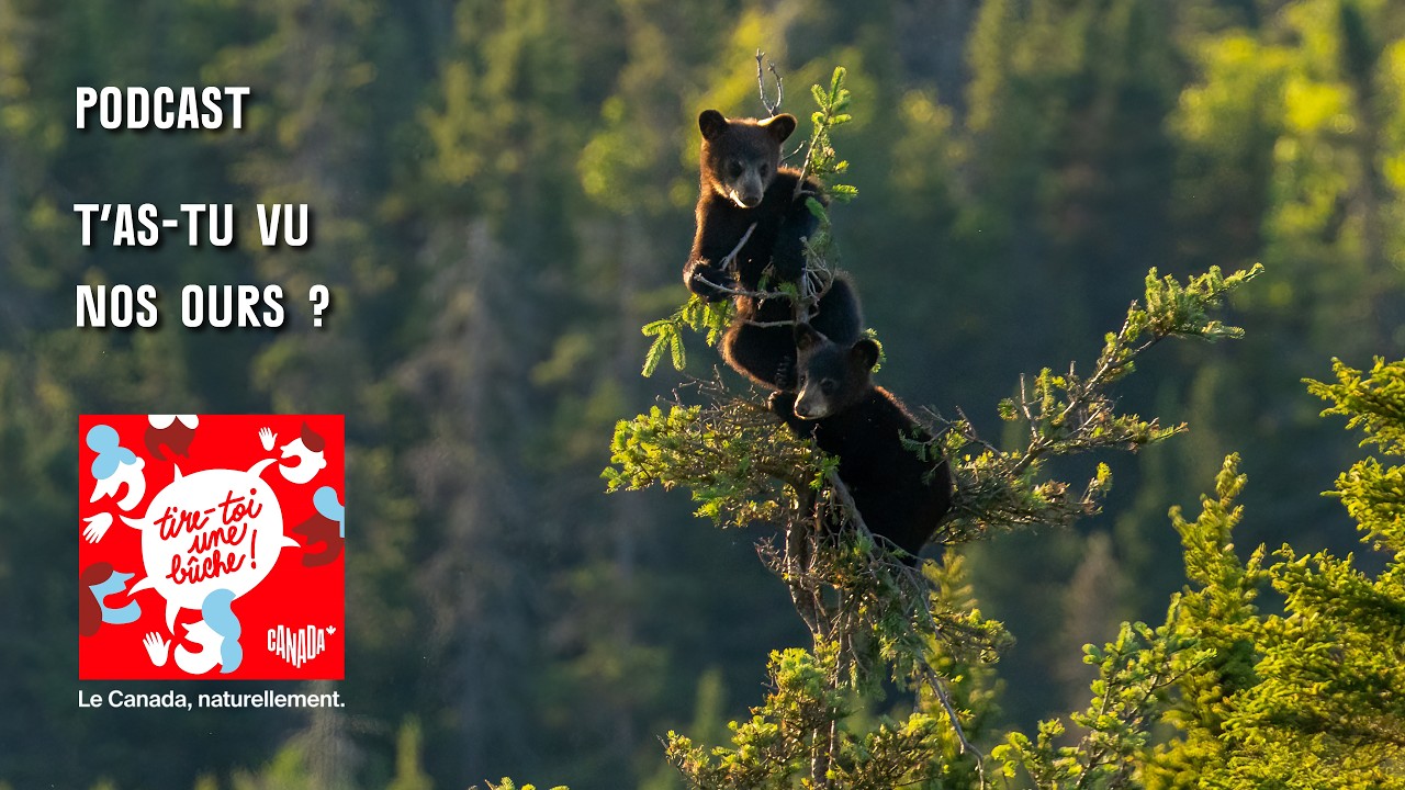 T'as-tu vu nos ours ? (S1E2)