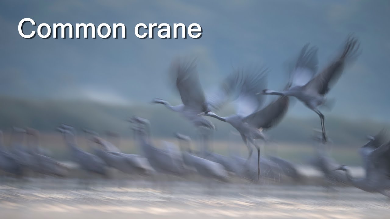 Common crane, Poland.