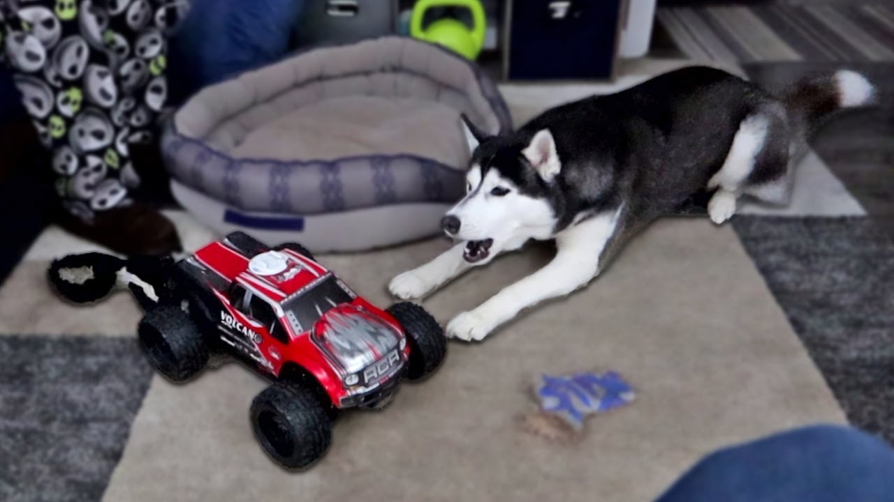 Husky Plays with RC Car Just like Shelby