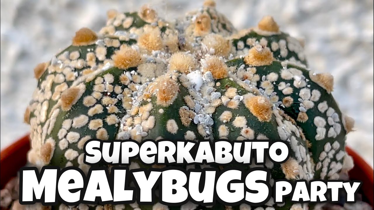Mealybugs on my Astrophytum Asterias cv. Superkabuto | how to remove mealies and save your cactus