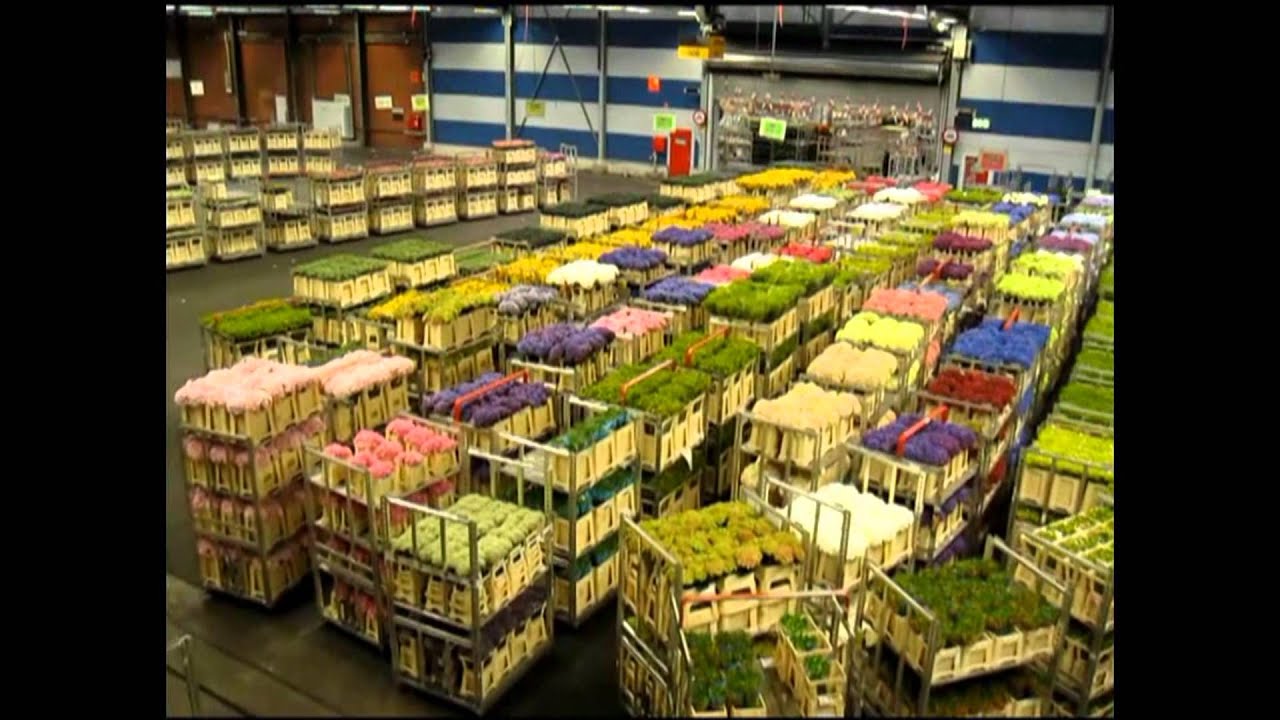 AALSMEER FLOWER MARKET, Holland