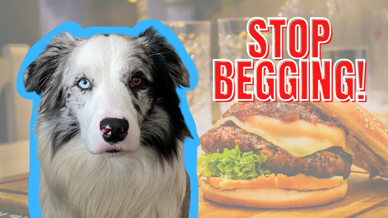 How To STOP Your Dog From BEGGING For Food and/or Attention!