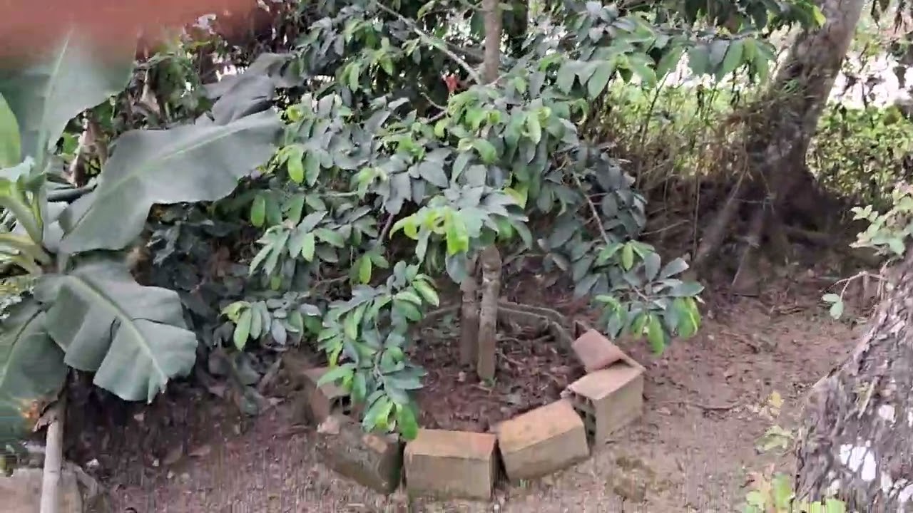 Minha casa e frutiferas sem som